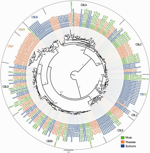 Maximum likelihood phylogenetic tree of the CESA and CSL families. Phylogenetic analysis was carried with full-length protein sequences from Arabidopsis thaliana (AT), Vitis vinifera (GSVIV), Oryza sativa (Os), Sorghum bicolor (Sb) and Musa acuminata (GSMUA). Branch support values correspond to approximate likelihood ratio test results. Scale represents number of amino acid substitutions per site. CSL subfamilies are indicated (CSLA to CSLH, CSLJ).