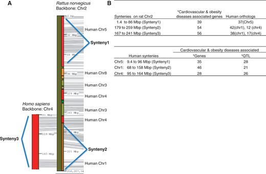 Cardiovascular and obesity diseases association of rat chromosome 2 and the human syntenies. Syntenic mapping of rat chromosome 2 to the human genome was performed using VCMap (http://animalgenome.org/VCmap/). (A) The two backbone chromosomes are labelled in Mbp. The chromosomal origins of syntenies are labelled to the right. (B) Rat and human syntenies are listed, with corresponding human orthologs for the rat syntenies, and disease-associated genes and QTL. (Asterisk) The cardiovascular and obesity diseases–associated genes (human and rat) and QTL (human) in the synteny were downloaded from ‘Disease Related Tracks’ (cardiovascular diseases and nutritional and metabolic diseases) from genome browsers at RGD. (rat: http://rgd.mcw.edu/fgb2/gbrowse/rgd_904/ and human: http://rgd.mcw.edu/fgb2/gbrowse/human_36_3/).