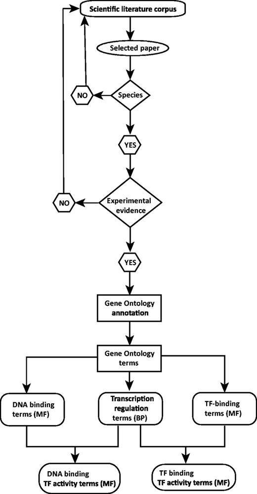 Sequence-specific DNA binding TF (DbTF) curation workflow. This workflow represents the step-by-step procedure for curating experimentally verified mammalian DbTFs from scientific publications. Selection of scientific publication from the literature corpus is the starting point of the curation procedure. From each relevant publication, DbTF-specific GO-terms are annotated and recorded.