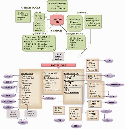 A detailed schematic architecture of HypoxiaDB database.