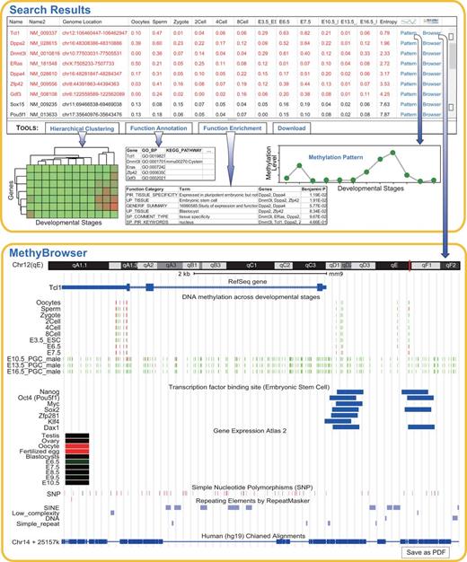Search and analysis results on 19 genes during sperm development. Shown at the top is the default table and view generated by the query and analysis tools. The table shows the methylation profiles of 19 genes across 13 developmental stages and the sorted entropy values representing the methylation variation. The genes in red are differentially methylated across multiple stages. Using the buttons in the toolbar, the user can easily carry out online analysis including hierarchical clustering, gene function annotation and enrichment. The analysis results are shown as images or tables. The methylation pattern can be shown in a pop-up panel after clicking ‘Pattern’ link. When the ‘Browser’ link is clicked, the gene-centric methylation profile of gene Tcl1 and related genomic information are viewed in MethyBrowser as shown at the bottom.