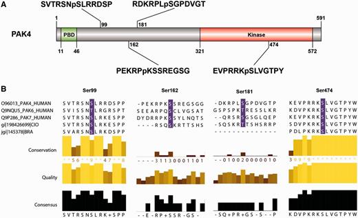 PAK4 sequence features and 14-3-3-binding sites. (A) The sequence features of PAK4 (1–591) include a p21-binding domain (PBD) containing a Cdc42/Rac interactive binding domain (CRIB), five ‘low complexity’ regions, a guanine nucleotide exchange factor-interaction domain (GEF-ID) and a protein kinase domain (in red). (B) The sequences around the four candidate 14-3-3-binding sites identified by ANIA (Ser99, Ser162, Ser181 and Ser474) are shown, with the relative conservation of the sequences, comparing PAK4, PAK6 and PAK7 (which belong to the same 2R-ohnologue family) illustrated using Jalview. Note that Ser474 in the kinase activation loop must be phosphorylated for PAK4 to be active, and was therefore provisionally rejected as a likely lynchpin. Protein names conform to UniProt nomenclature: some authors refer to PAK6 as PAK5, while others also refer to PAK7 as PAK5.