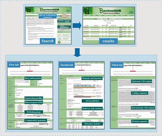 One example of the application of BambooGDB for browsing and searching information for bamboo research.