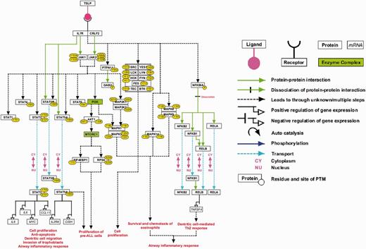 A high-confidence reaction map of the TSLP signaling pathway. The pathway reaction map contains 37 proteins involved in 9 molecular associations, 21 enzyme catalysis reactions and 7 translocation events. Apart from the reactions selected based on NetSlim criteria, we have also included 2 enzyme complexes namely MTORC1 and PI3-kinase complex based on the inhibitor assays that confirmed their role in TSLP signaling and our phosphoproteomics study (the nodes highlighted in green). The edges representing the relationships between nodes are explained in the legend.