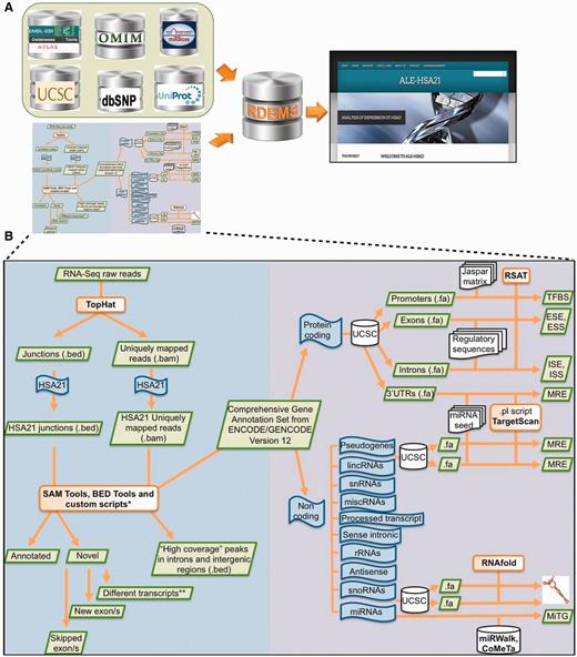 Schematic overview of data collected in ALE-HSA21 and of the computational analysis. Panel (A) shows a list of open-access databases used to retrieve information and the cartoon of the computational workflow used to analyze the data. Data derived from these sources were collected and integrated into our relational database and its web interface, represented on the right by the Homepage of ALE-HSA21. On the left part of panel (B) is schematically illustrated the computational approach used to analyze RNA-Seq data sets. In the right part it is depicted the workflow of the in silico analysis performed on the regulatory sequences for both coding and noncoding transcripts of chromosome 21. Green boxes indicate data files; in orange are indicated the computational tools used to perform the analysis; in blue are indicated the ‘features’ of interest; in white are indicated the databases and the regulatory data sets retrieved from them.
