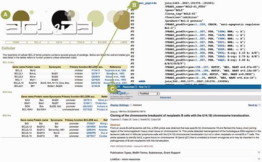 Example of general information available for BCL2DB reference sequences. ( A ) Cellular BCL-2 homologous reference sequences general information ordered by main clades (BCL-2-like, BAX-like and BID-like) and organized as tables. For each reference sequence, two links are provided to view the BCL2DB entry and the PubMed entry of the article describing the protein discovery. ( B ) Partial view of the feature table corresponding to the BCL2DB entry P10415. Links are provided to retrieve nucleotide (e.g. mRNA or mat_peptide) and protein sequences (e.g. PRABI_prodft), as well as to view entries of cross-referenced database (e.g. PDB or GO). ( C ) PubMed entry of the article by Tsujimoto et al. reporting the discovery of the BCL-2 gene.
