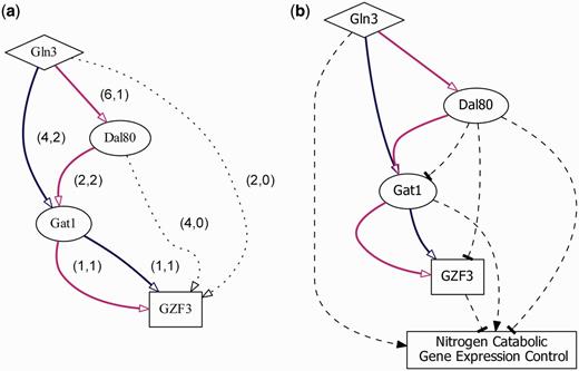 Nitrogen catabolic gene expression control. Two enumerated TRPs of the TF-gene regulatory pair: Gln3- GZF3 . ( a ) In the figure, (x, y) stands for the number of TFR and TFB evidence, respectively, that support the biological relevance for each TF-gene pair along the direction of the two enumerated TRPs (Gln3→Gat1→ GZF3 and Gln3→Dal80→Gat1→ GZF3 ). Dotted lines indicate indirect regulation. ( b ) Transcriptional regulatory dynamics inferred from the condition-specific expression data. Dashed lines represent activation (arrowhead) or repression (tee head) regulation.