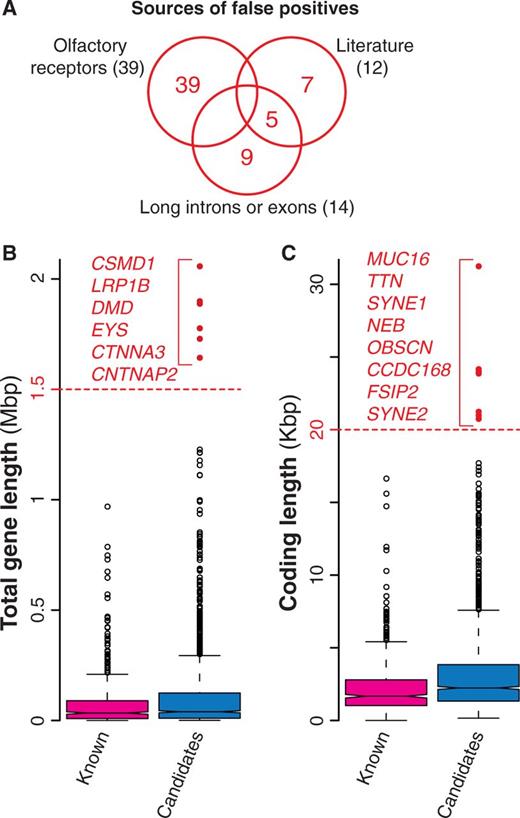 Possible false positives among candidate cancer drivers. (A) Venn diagram of the three groups of possible false positives. In total, we identified 60 genes, 65% of which were olfactory receptors, 23% were long genes and the remaining 20% were derived from literature (7). (B) Distribution of the total length for known and candidate cancer genes. Total gene length was measured as total number of nucleotides spanning the entire gene locus, including exons and introns. Red dots indicate possible false positives (gene longer than 1.5 Mb). (C) Length distribution of the coding regions for known and candidate cancer genes computed as the number of nucleotides covering the coding exons. Genes longer than 20 Kb (red dots) were considered as possible false positives.