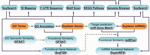 Architecture of SoyFN database. Solid lines mean that the user can choose the analysis path according to results obtained at each previous step. Dashed lines mean that the results of the previous steps will be used in the next steps as source data. Italic words with highlighted background represent the most original data sources used by SoyFN. The underlined bold words represent the main functional modules and useful tools can be implemented on SoyFN.