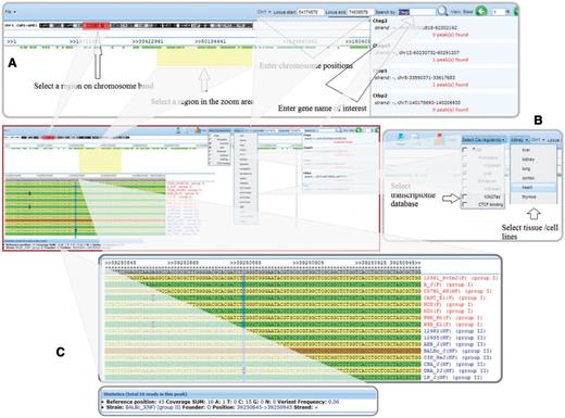 Visualization of cis-regulatory elements with sequence variations between the CC founder strains and the set of nine nonfounder strains. (A) Users can select a region of interest by four different methods: (i) selecting a region on a chromosome band, (ii) entering chromosome positions, (iii) inputting a gene name in the search box or (iv) highlighting a region in the zoom area; (B) Users can select any one or more of the cis-regulatory element types and tissue/cell lines for visualization; and (C) Strains' genomic sequences are aligned, showing SNPs and statistics.