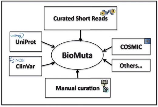 nsSNV data from various sources are collected, filtered and mapped to UniProtKB/Swiss-prot–defined complete human proteome and integrated into BioMuta.