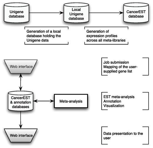 CancerEST workflow. The complete Unigene database was established as a local MySQL database and subsequently used to construct meta-libraries for 36 tissue types, allowing the computation of integrated expression profiles for all genes with assigned Unigene clusters. The web interface box indicates the areas where the user provides input and/or can view the mapping or analysis results. The analysis is carried out automatically without any user input and computes integrated expression profiles tailored to the interests of the user with visualizations to aid the data interpretation.