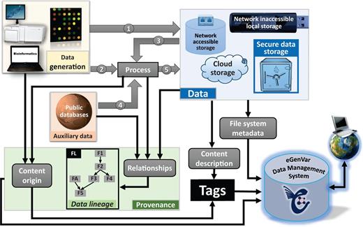 Types of metadata handled by EGDMS. Data originated from wet-lab experiments or computational analysis can both be raw data (1). Raw data subjected to processing become processed data (5). Processed data can then be raw data to subsequent processing steps (3). Provenance captures how data originated and the processing steps required in reaching their current state. Data lineage records the hierarchical arrangement of the entities by considering the entities required to generate them (parents) and their involvement in producing other entities (children). The box FL shows how this information can be represented as a graph (see Figure 3 for more on details on how the box FL is derived using relationships). Processing may require auxiliary data from public databases (4). Such auxiliary data include resources like a reference genome, gene annotation, or data from instrument and reagent manufactures. This auxiliary data are a part of the data lineage information, although it may not be stored with the other data. Data can reside in common secure storage, storage accessible via network including cloud storage solutions, local storage not connected to the network, or in external storage, devices (e.g. tape archives, removable disks). File system metadata such as location and owner are directly acquired by the EGDMS system. Provenance and content description are included as desensitized tags.