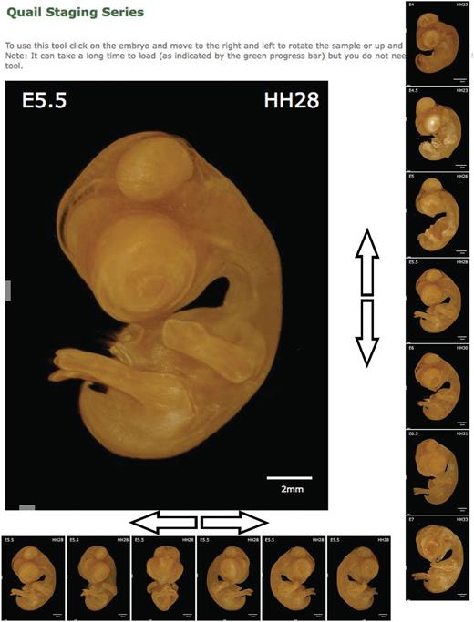 Quail Staging Tool. The staging tool displays renderings of every stage in the database viewed from multiple angles. The sample displayed can be rotated to allow observation of the desired feature by clicking on the image and moving the cursor left or right. The stage displayed can be similarly altered by clicking on the image and moving the cursor up or down. The stage of the sample is presented as both embryonic day (E) and Hamburger Hamilton stage (HH).