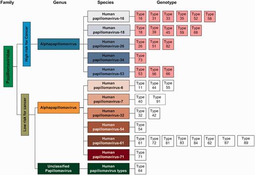 Classification of the viruses in the HPVdb based on cancer risk was done using the virus classification system suggested by the ICTV.