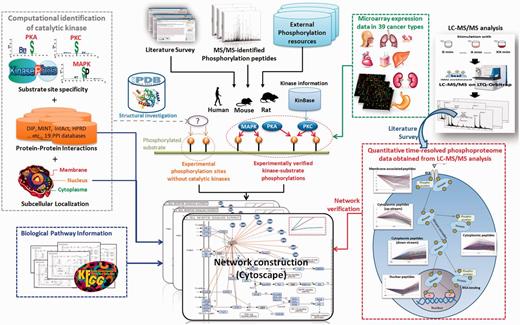 The system flow of RegPhos 2.0.