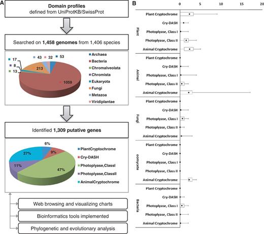 (A) The pipeline for the identification of cryptochrome-encoding genes. To construct the pipeline, expert-curated protein sequences annotated as cryptochrome or DNA photolyase were collected from UniprotKB/SwissProt and analyzed by InterPro scan. Cryptochrome genes were identified from 1458 genomes belonging to 1406 species and classified into five subfamilies. The identified 1309 genes were archived in the database. (B) The box plot represents a normalized number of cryptochrome/photolyase genes per genome.