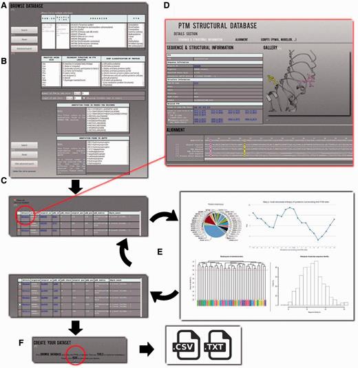 Example of PTM-SD usage. ( A ) A simple mode is available to use PTM-SD. It is possible to look for a list of PDB and/or UniProt ids, combined with a specific organism and (a) particular PTM(s). ( B ) An advanced mode allows more complex requests, as specific amino acid(s), secondary structure(s), SCOP fold(s), number of PTM by PDB chain, length of PDB chain and detailed annotation(s) found in PDB records and dbPTM. By clicking on the search button, ( C ) a results table appears. It gives for each entry the information on organism, cross-linking with the PDB and UniProt id, the precise position of the PTM in sequence and structural data, PTM annotations and its structural environment in terms of PBs and secondary structures. ( D ) By clicking on the ‘details’ link, the visitor is redirected to a new page containing extra information on the selected PTM site. Related PTM-SD entries found in same PDB chain and same UniProt AC are accessible through cross-link. Image gallery was done, thanks to PyMOL software, and below alignment section, done thanks to Clustal W, allows direct observation of the sequence/structure relationship surrounding PTM sites. On this page, scripts for PyMOL software and template sequence for Modeller comparative software are provided. ( E ) From the complete set of selected entries, it is possible to look at the distribution of organisms, proteins, PDB ids/chains and PTM types. Neq entropy index quantifies the local structural divergences between the PTMs. From this step, the visitor can reduce the protein redundancy into his selected entries. ( F ) At last he can download the list of PDB chain and the PTM-SD data related to his selection.
