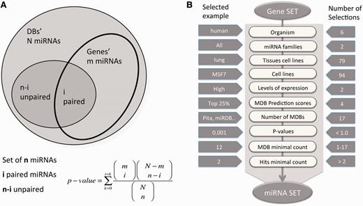 miRror2.0 statistical model and a workflow. ( A ) A schematic illustration for the hypergeometric statistic that underlies miRror is shown. For each gene, we took into account the list of miRNAs that were associated with it. We calculated the probability of the gene’s interaction with the collection of miRNAs in the user set as opposed to the rest of the miRNAs in that MDB. ( B ) A workflow of Gene2miR operational mode. The filters and parameters that can be selected by the user are shown. The number of optional values for each of the parameters and filters are indicated (right) and an example for a specific value is shown (left). For a preselected set of MDBs, statistical threshold ( P < 0.05) and a minimal requirement of two MDBs and two hits from the query are used as the default parameters. The input for the mode of miR2Gene is the set of miRNAs that follows the same scheme.