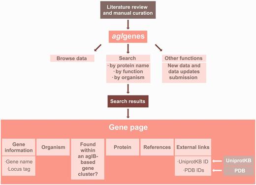 A detailed illustration of the agl genes database architecture.