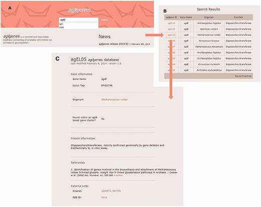 Screenshots of the results of a sample agl genes query. ( A ) The user inputs the string ‘aglb’ in the search field, for example. ( B ) The results for the query are presented in tabular format. ( C ) After selecting the entry of interest from the list of organisms containing the gene selected in this example, detailed information for the selected agl genes entry is retrieved in a new web page.