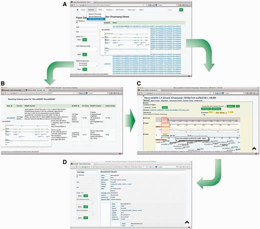 Searching and browsing M. notabilis genes. Genes of M. notabilis can be browsed or searched ( A ) using tools ‘Index of Chuansang Genes’ and ‘Search by Keywords’. Gene structures can be bird-eye viewed by mouse-hovering gene IDs (A and B ). Users can click on these IDs to open the Mulberry GBrowse to see the detailed information ( C and D ).