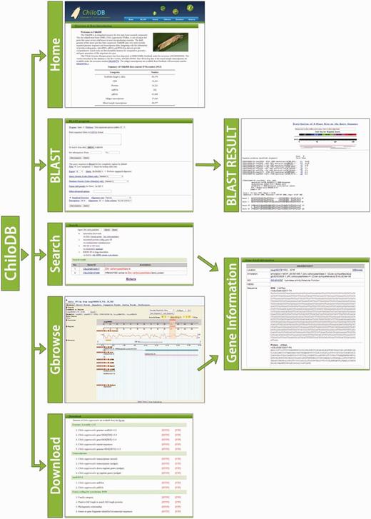 Organizational structure of the ChiloDB web pages.