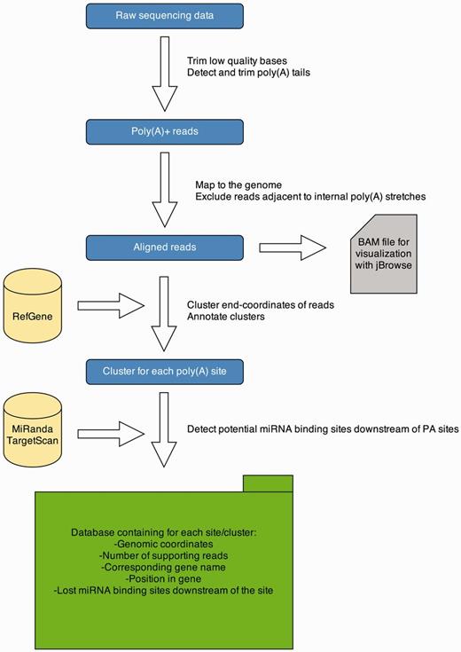 APADB analysis pipeline. Analysis of a MACE library starts with quality trimming and de novo poly(A) tail detection. Poly(A) tail positive reads are mapped to the genome under consideration. Reads adjacent to genomic poly(A) stretches are discarded and accepted alignments are stored in BAM format for visualization via jBrowse. Mapped reads are summarized to clusters and annotated. Potentially lost miRNA binding sites downstream of the cluster are detected using TargetScan and miRanda predictions. All information is stored in an SQL database, containing information about the location of the PA site, the number of supporting reads and potentially lost miRNA binding sites.