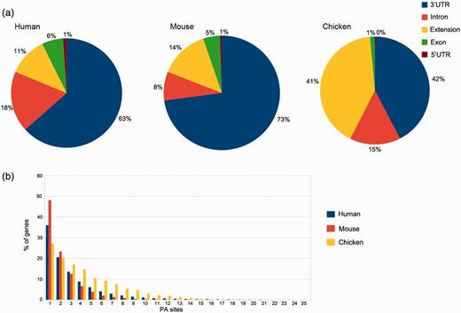 PA site distributions. (a) The distribution of PA sites across different genomic regions for each organism, as defined by the RefSeq annotation track. The 3′UTRs harbor the most PA sites, whereas relatively few sites are located in 5′UTRs. Extensions are defined as PA sites located < 3 kb downstream of an annotated RefSeq 3′UTR. (b) Number of genes and PA sites for all the analyzed organisms. The majority of genes harbors only one PA site independently of the respective organism.