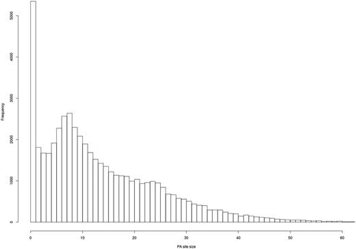 Evaluation of PA site cluster size. A histogram shows the frequency of PA clusters depending on their size. Most PA clusters exhibit a size of 1–25 bps.