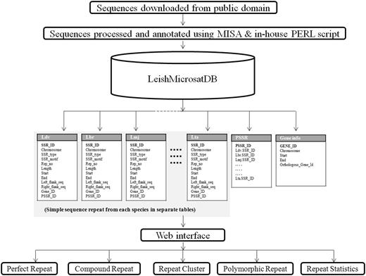 Architecture and data flow representation in LeishMicrosatDB.