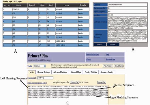 Results displaying repeat information along with left and right flanking sequences and primer3plus primer generation tool.