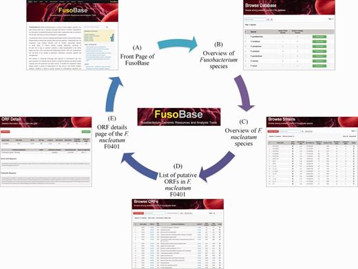 Browsing Fusobacterium strains. (A) Front page of FusoBase. (B) Overview of Fusobacterium species. (C) Overview of strains of F. nucleatum species. (D) List of putative ORFs in F. nucleatum ATCC10953. (E) ORF details page of the F. nucleatum ATCC10953.