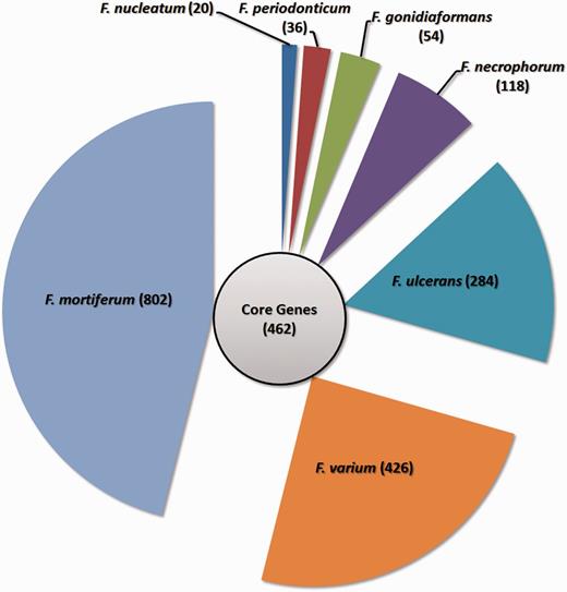 Gene distributions for the Fusobacterium genus. The circle in the middle denotes the core gene cluster for the Fusobacterium genus, while the seven segments surrounding the circle represent the number of specific genes for each Fusobacterium species.