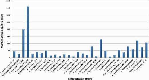Strain-specific genes for the Fusobacterium genomes. Fusobacterium necrophum 1_1_36S has 1443 strain-specific gene clusters, which is the highest and F. nucleatum F0401 has the lowest, which is 27 gene clusters.