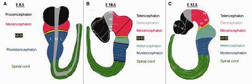 CNS regionalization of the mouse embryo at different developmental stages as used for the database structure. (A) Developmental stage E8.5: The whole embryo is divided into five regions along the anterior–posterior axis: prosencephalon, mesencephalon, MHB, rhombencephalon, spinal cord; along the medial–lateral axis the embryo is divided into medial and lateral, and the region in between is considered as mediolateral boundary. (B) Developmental stage E10.5: The embryo regionalization along the anterior–posterior and along the dorsal–ventral (previous medial–lateral) axis is as follows: telencephalon, diencephalon, mesencephalon, MHB, metencephalon (r1), myelencephalon (r2-r8) and spinal cord; for all CNS regions, the new regionalization along the dorsal–ventral axis is RP, AP, ABB, BP and FP. (C) Developmental stage E12.5: The mouse embryo is regionalized along the anterior–posterior axis as follows: telencephalon (anterior, posterior), diencephalon (anterior hypothalamus, posterior hypothalamus, prethalamus, thalamus), mesencephalon (anterior, posterior), MHB (anterior, posterior), metencephalon (r1), myelencephalon (r2-r8) and spinal cord (cervical, thoracic, lumbar, sacral, caudal); the telencephalon, diencephalon and MHB are subdivided along the dorsal–ventral axis into RP, AP, ABB, BP and FP; the mesencephalon, metencephalon and myelencephalon are subdivided into dorsal and ventral regions and/or neuronal populations along the dorsal–ventral axis; the spinal cord is subdivided into roof plate, dl1, dl2, dl3, dl4, dl5, dl6, v0, v1, v2, v3, v4, mn and floor plate, where dl1 to dl6 describe the dorsal interneurons, and v0 to v3 and mn denote the ventral interneurons (not shown).