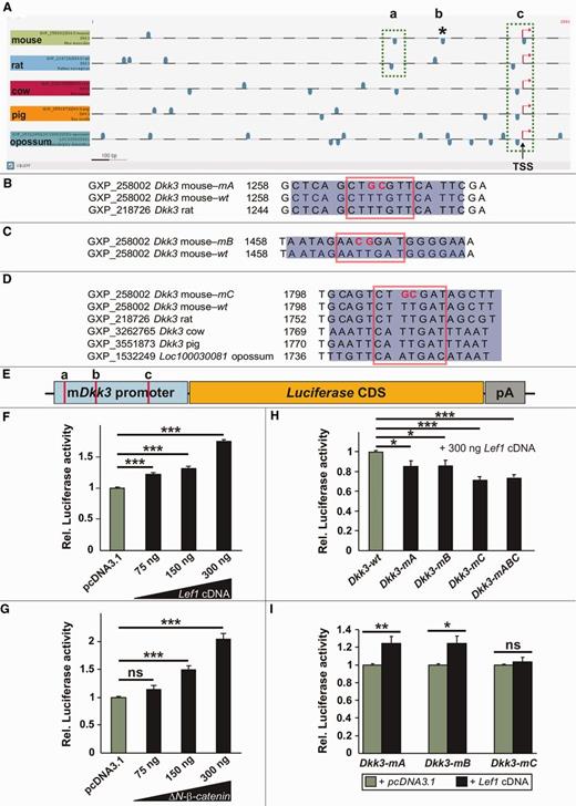 Mouse Dkk3 is a direct target gene of Lef1-mediated Wnt/β-catenin signaling. (A) Representation of the putative Dkk3 promoter (5′ proximal) regions from mouse, rat, cow, pig and opossum and of the predicted Lef1/Tcf binding sites on the sense (upper blue boxes) and antisense (lower blue boxes) strands within these Dkk3 promoter regions. The most conserved (by sequence similarity and position) and proximal (relative to the TSS) predicted Lef1/Tcf binding sites were designated as ‘a’ and ‘c’ (green dotted boxes). The Lef1/Tcf binding site ‘b’ is only predicted in the mouse Dkk3 promoter (asterisk). (B–D) Sequence alignments of the mutated (m) and wild-type (wt) Lef1/Tcf binding site ‘a’ in the mouse and rat Dkk3 promoter regions (B), ‘b’ in the mouse Dkk3 promoter region only (C) and ‘c’ in the mouse, rat, cow, pig and opossum Dkk3 promoter regions (D). The blue rectangles delimit the sequence, and the red boxes frame the core sequence of the corresponding Lef1/Tcf binding site. The red bold letters indicate the mutagenized nucleotides in the corresponding Lef1/Tcf binding site core sequence. (E) Schematic drawing of the murine Dkk3 (mDkk3) promoter/luciferase reporter construct used in the following experiments, and of the approximate position of the three predicted and partly conserved proximal Lef1/Tcf binding sites within this promoter fragment (red bars). CDS, coding sequence; pA, polyadenylation signal. (F–I) Luciferase reporter assays in HEK293T cells using the wild-type and mutated mDkk3 promoter/reporter construct depicted in (E). (F) Co-transfection of increasing amounts of Lef1 cDNA led to a dose-dependent activation of the wild-type mDkk3 promoter relative to the ‘empty’ (pcDNA3.1) vector control. (Rel. luciferase activities: pcDNA3.1, 1.0 ± 0.01; 75 ng Lef1 cDNA, 1.21 ± 0.03; 150 ng Lef1 cDNA, 1.32 ± 0.035; 300 ng Lef1 cDNA, 1.74 ± 0.04). (G) Co-transfection of increasing amounts of a constitutively active β-catenin (ΔN-β-catenin) led to a dose-dependent activation of the wild-type mDkk3 promoter relative to the ‘empty’ (pcDNA3.1) vector control. (Rel. luciferase activities: pcDNA3.1, 1.0 ± 0.01; 75 ng ΔN-β-catenin, 1.14 ± 0.07; 150 ng ΔN-β-catenin, 1.49 ± 0.06; 300 ng ΔN-β-catenin, 2.04 ± 0.11). (H) Site-directed mutagenesis of single and of all three predicted Lef1/Tcf binding sites (‘a’, ‘b’, ‘c’, ‘abc’) within the mDkk3 promoter fragment (Dkk3-mA, Dkk3-mB, Dkk3-mC, Dkk3-mABC) resulted in a site-specific and significant decrease of luciferase activity relative to the wild-type mDkk3 promoter (Dkk3-wt) after co-transfection of 300 ng Lef1 cDNA. (Rel. luciferase activities: Dkk3-wt, 1.0 ± 0.01; Dkk3-mA, 0.85 ± 0.05; Dkk3-mB, 0.86 ± 0.06; Dkk3-mC, 0.71 ± 0.04; Dkk3-mABC, 0.73 ± 0.03). (I) Site-directed mutagenesis of the most conserved (across species) and proximal (relative to the TSS) Lef1/Tcf binding site ‘c’ in the mDkk3 promoter completely abolished the activation of this promoter after co-transfection of 300 ng Lef1 cDNA relative to the ‘empty’ vector control (pcDNA3.1). (Rel. luciferase activities: Dkk3-mA: pcDNA3.1, 1.0 ± 0.01; Lef1 cDNA, 1.24 ± 0.08; Dkk3-mB: pcDNA3.1, 1.0 ± 0.01; Lef1 cDNA, 1.24 ± 0.08; Dkk3-mC: pcDNA3.1, 1.0 ± 0.01; Lef1 cDNA, 1.04 ± 0.05). *P < 0.05; **P < 0.01; ***P < 0.001; ns, not significant.