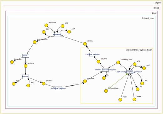 Visualization of the urea cycle pathway.
