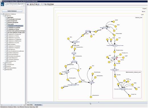 Catabolism of phenylalanine pathway in PathCase-MAW editor.