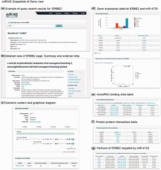 A summary of the main information presented in miRIAD for the coding gene ERBB2 and its intragenic mir-4728.