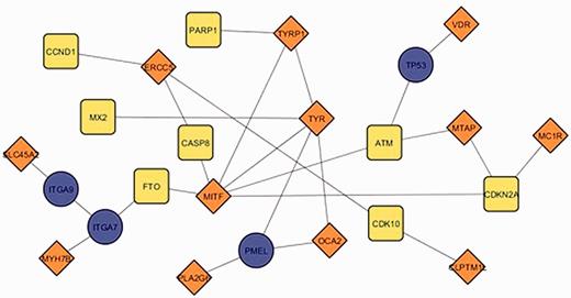 The fully connected subnetwork of the genes from two successive field synopses of MelGene that showed genome-wide significant evidence for association with CM risk. Orange, blue and yellow corresponding to the significant genes of the previous MelGene version, the significant genes of the current MelGene analysis and the genes required for a fully connected subnetwork, respectively.