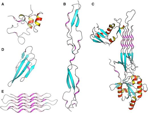 Some examples of proteins with high number of PPII conformations revealed by PolyprOnline database. ( A ) Cyclin-dependant kinase regular subunit (1CKSA; 26 ), ( B ) Thrombospondin (1LSLA; 27 ), ( C ) GTP-binding protein OBG (1UDXA; 28 ), ( D ) Atratoxin (1V6PA; 29 ) and ( E ) Snow flea anti-freeze protein (2PNEA; 30 ). β sheets appear in cyan while α helices are in red with an internal face in yellow. PPII are in violet and pink for internal face. Some PPII arrangements are very well organized in anti-parallel six helix bundle such in Snow anti-freeze protein ( E ) or in GTP-binding protein OBG ( C ). Others architectures are remarkable: β-β-PPII or PPII-β-β architecture found in Thrombospondin ( B ) and Atratoxin ( D ) have a similar arrangement to well known motif β-β-α or α-β-β building with an α helix instead of PPII. Cyclin-dependant kinase regular subunit ( A ) does not show any PPII specific arrangement.
