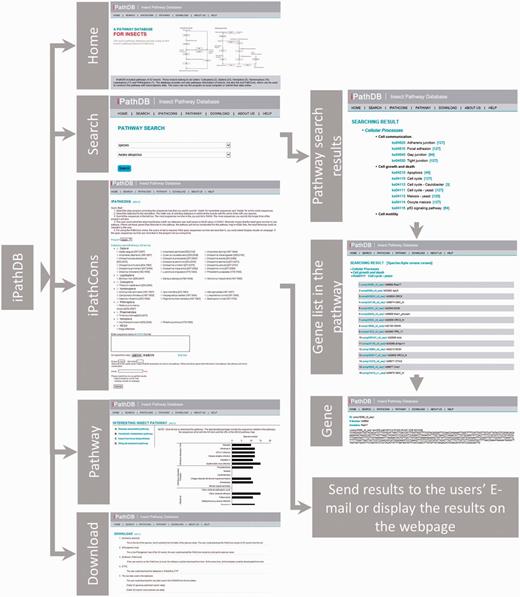 Overview of iPathDB web pages.