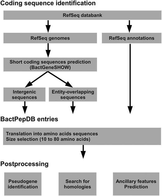 BactPepDB flowchart.