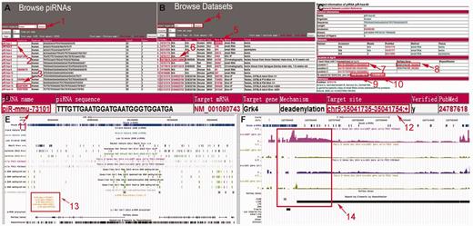 Screenshots of the browse and search pages. (A) The ‘Browse piRNAs’ page. (1) The drop down list box enables the users to browse piRNAs of a specific organism. (2 and 3) Clicking on the links delivers the detailed information page of the corresponding piRNA in piRBase and NCBI, respectively. (B) The ‘Browse Datasets’ page. The datasets can be filtered according to organism (4) and users can also browse piRNAs in a particular dataset (5). To learn more about the datasets, external links are provided (6). (C) In the piRNA ‘Detailed Information’ page, links to piRNA loci in the Genome Browser (7) and the annotations for these positions (8) are given. An online Bowtie tool (9) and a link to UCSC Blat (10) are also available for more alignment results. (D) In the piRNA target search result page, links to the piRNA ‘Detailed Information’ page of piRBase (11) and the target location in the Genome Browser (12) are available. (E and F) The locus information of the piRNAs, H3K9me3 marks, DNA methylation and piRNA target sites are shown in the Genome Browser. RefSeq genes and RepeatMasker annotations are also displayed. Screenshots of the Genome Browser show the piRNA target sites (13) and the H3K9me3 levels at a LINE1 locus (chr3:123735167-123741052 of mm9 genome) in Miwi2 HET and Miwi2 KO spermatogonia (14).
