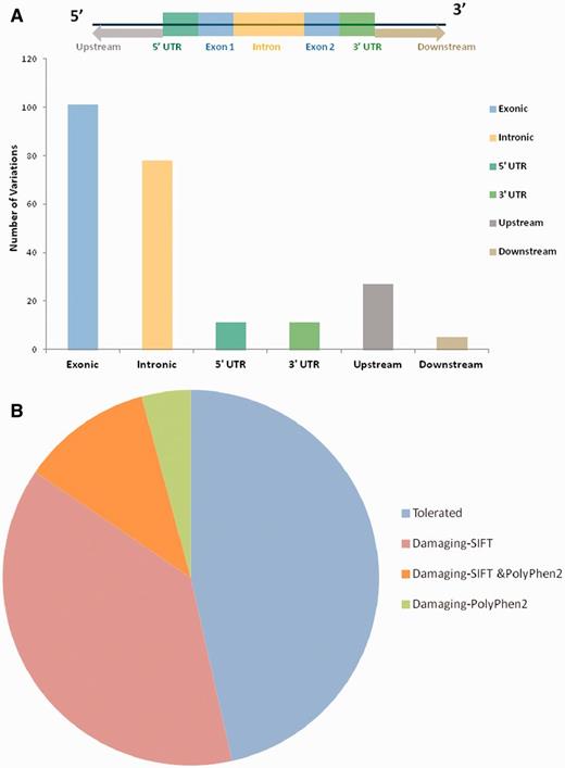 (A) Genomic locations of all the variations uploaded in HGV&TB. Total 307 variants are uploaded in HGV&TB, 101 mapped in exonic region while 78 mapped to the intronic and 11 to the 3′ UTR and 5′ UTR, respectively. Five mapped to the downstream regions of genes, whereas 27 mapped to the upstream regions of genes. (B) Potentially damaging exonic SNPs: combined results of SIFT and PolyPhen 2 concluded 48.39% (30/62) of the exonic SNPs to have a probably damaging functional role.