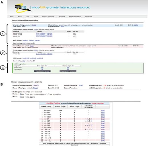 Outputs from comparative search module in microPIR2. (A) The search result of each gene query is grouped into three parts: (1) human gene information, (2) mouse gene information and (3) the summarized numbers of matched target sites. The numbers of predicted target sites found on sense and antisense strands are shown for both organisms. (B) The list of miRNA families, which target the gene query, is displayed in the table with the number of target sites for each family in human and mouse gene. The miRNA families found in common between human and mouse are highlighted in pink color. The ‘Subcellular localization’ column presents the number of miRNA members in each family with the presence of experimental evidence for ‘Nucleus-dominance (N)’ and ‘Cytoplasm-dominance (C)’. The alternative transcript forms of target gene present in human and mouse are listed above the table for users to select for comparison in comparative view module.