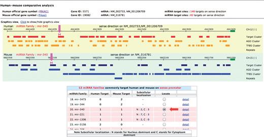 The comparative view of human–mouse miRNA promoter target sites. (A) Graphical view of predicted promoter target sites is illustrated for each organism in separate aligned panels; yellow for human and green for mouse. In each panel, the locations of predicted miRNA target sites and other genomic elements are displayed along 2000 bp sense upsteam sequences of human–mouse orthologous PRKAG1 gene. The genomic features shown include the clusters of AGO binding sites, transcription factor binding sites and repetitive elements. The pink lines, as indicated by the pink arrows, show the positions of target sites of miR-340 family on human and mouse upstream sequences. These are displayed after clicking the radio button in ‘Locate’ column of specified targeting miRNA family as listed in the summarized table (red arrow).
