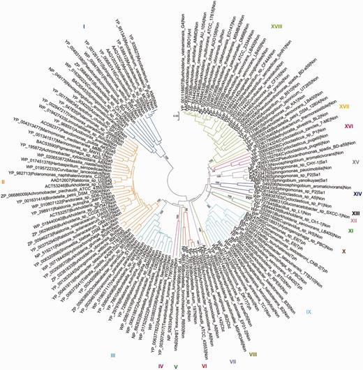 Evolutionary relationships of α-subunits of the salicylate family of Rieske non-heme iron oxygenases. Protein sequences were aligned with MAFFT and the phylogenetic tree was constructed with MEGA5 using the neighbor-joining algorithm with p-distance correction and pairwise deletion of gaps and missing data. A total of 100 bootstrap replications were done to test for branch robustness (bootstrap values are shown adjacent to each cluster node) and redundant protein sequences (>95–99% of sequence identity) were removed. According to the documented substrate specificity of representative members they can be clustered as follows: Clusters I, XIV and XV—salicylate 1-hydroxylases; Cluster II—salicylate 5-hydroxylases; Clusters III, IV, V and VI—Rieske oxygenases related to salicylate 5-hydroxylases; Cluster VII—chlorobenzoate dioxygenases; Clusters VIII, X, XI and XII—Rieske oxygenases related to terephthalate dioxygenases; Cluster IX—terephthalate dioxygenases; Cluster XVI—probable salicylate 1-hydroxylases; Cluster XVII—anthranilate dioxygenases of Burkholderia and some other organisms. Further information about each cluster is included in Table 1.