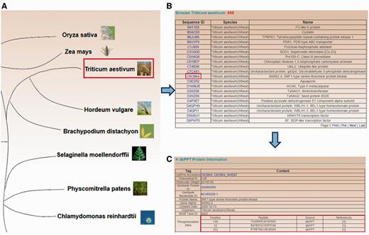 The browse option developed for browsing by plant species in the dbPPT database. (A) The 20 plant species which contain identified phosphorylation sites. (B) The list of identified phosphoprotein in T. aestivum. (C) The detailed information of T. aestivum SNF1-type serine–threonine protein kinase.